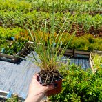 Ostrevka dlhosteblová (Sesleria heufleriana) ‘BLUE PORCUPINE’® - kont. P9/P11